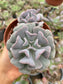 Echeveria Cubic Frost