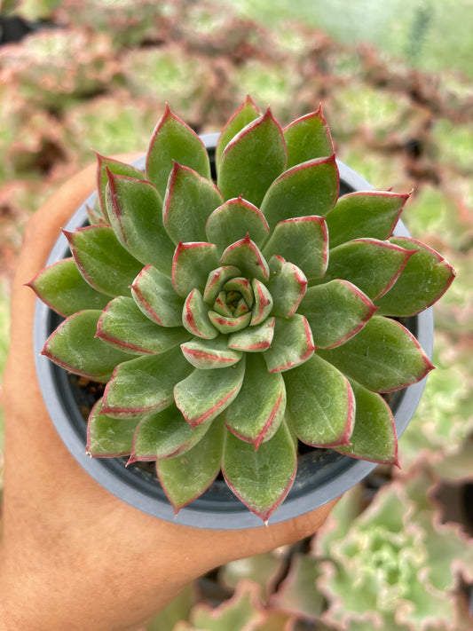 Echeveria Sin ID