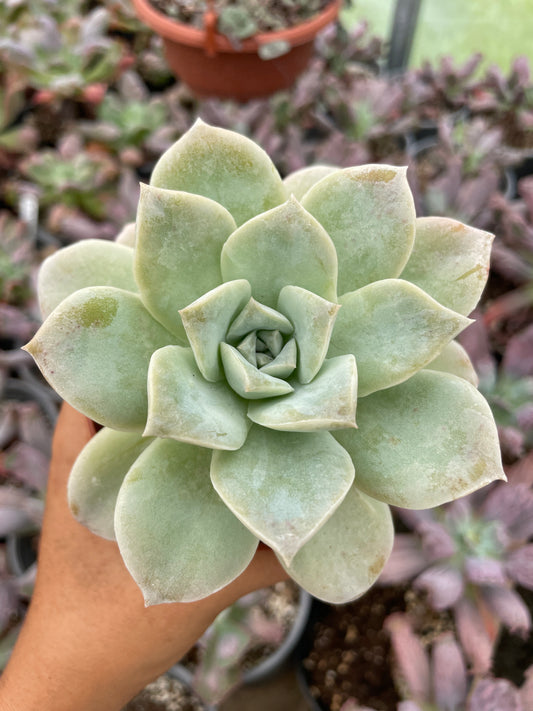 Echeveria Rosea