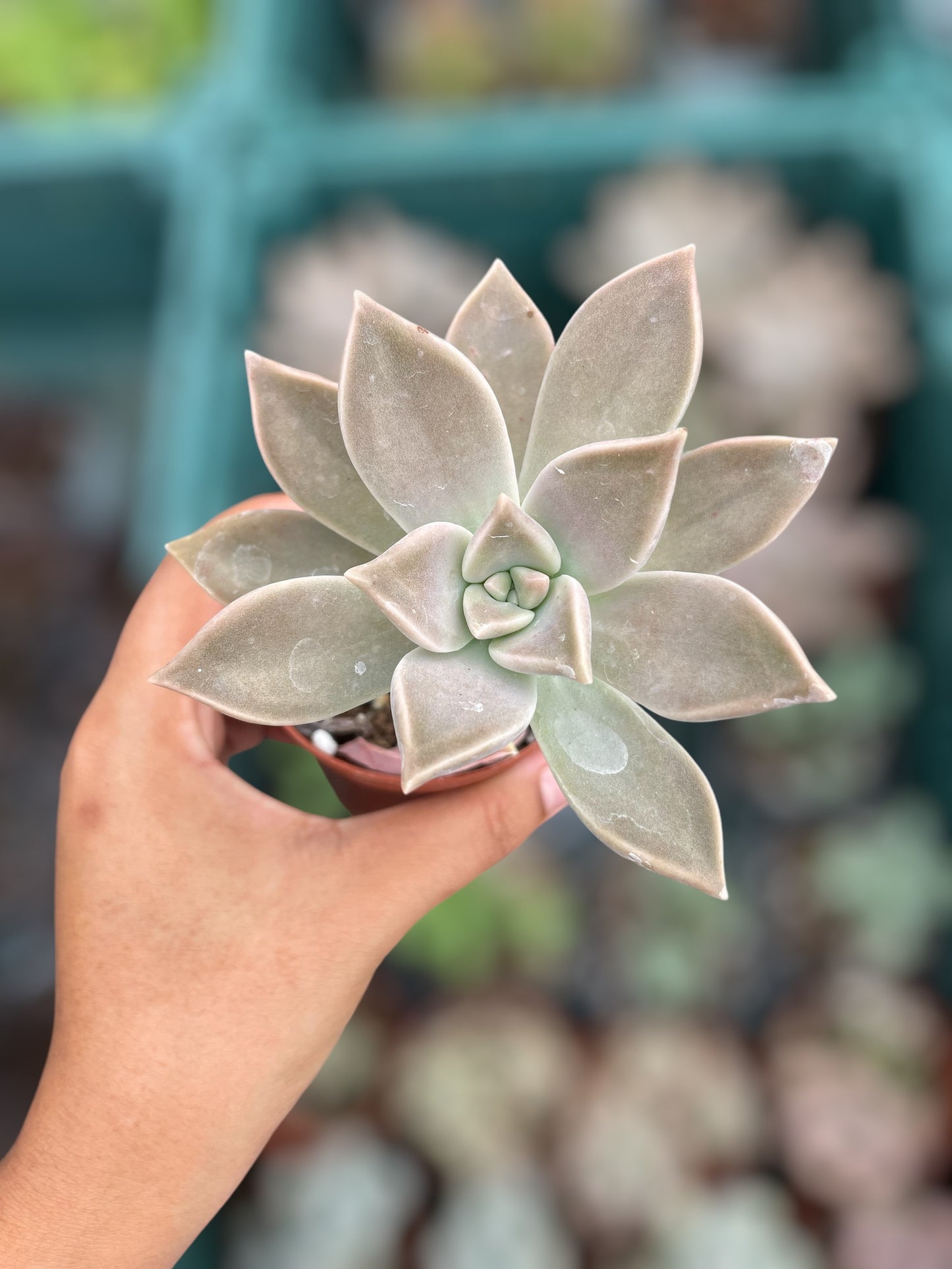 Graptopetalum Paraguayense