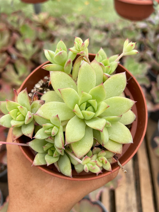 Graptopetalum Macdougallii