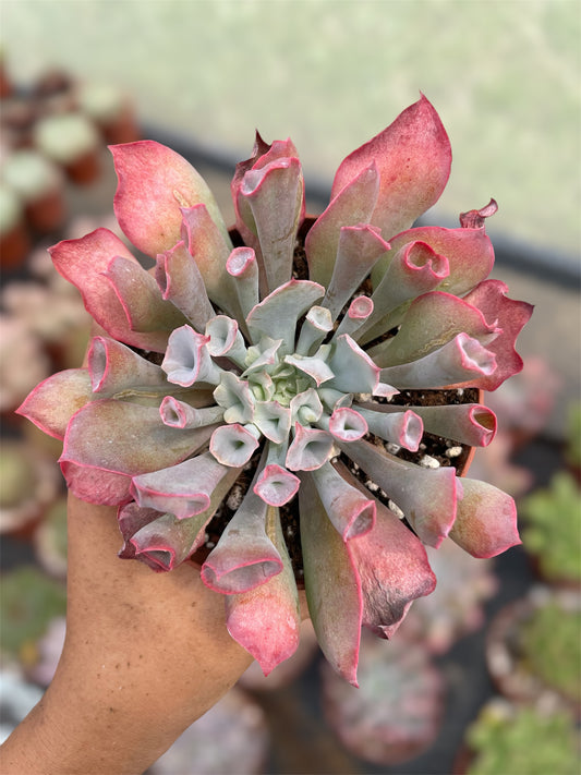 Echeveria Pink Trumpet