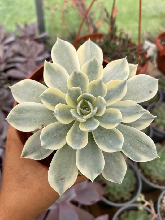Echeveria Subsesilis Variegada
