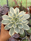 Echeveria Subsesilis Variegada