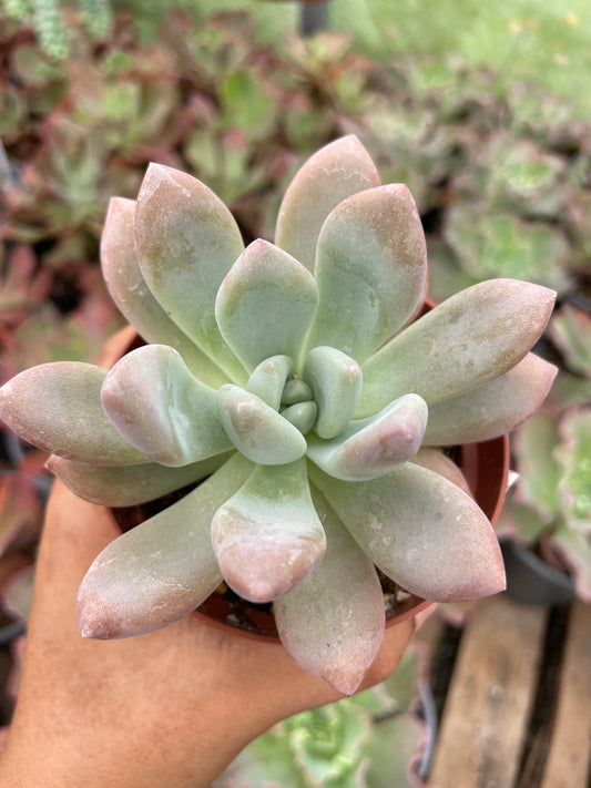 Graptoveria Opalina