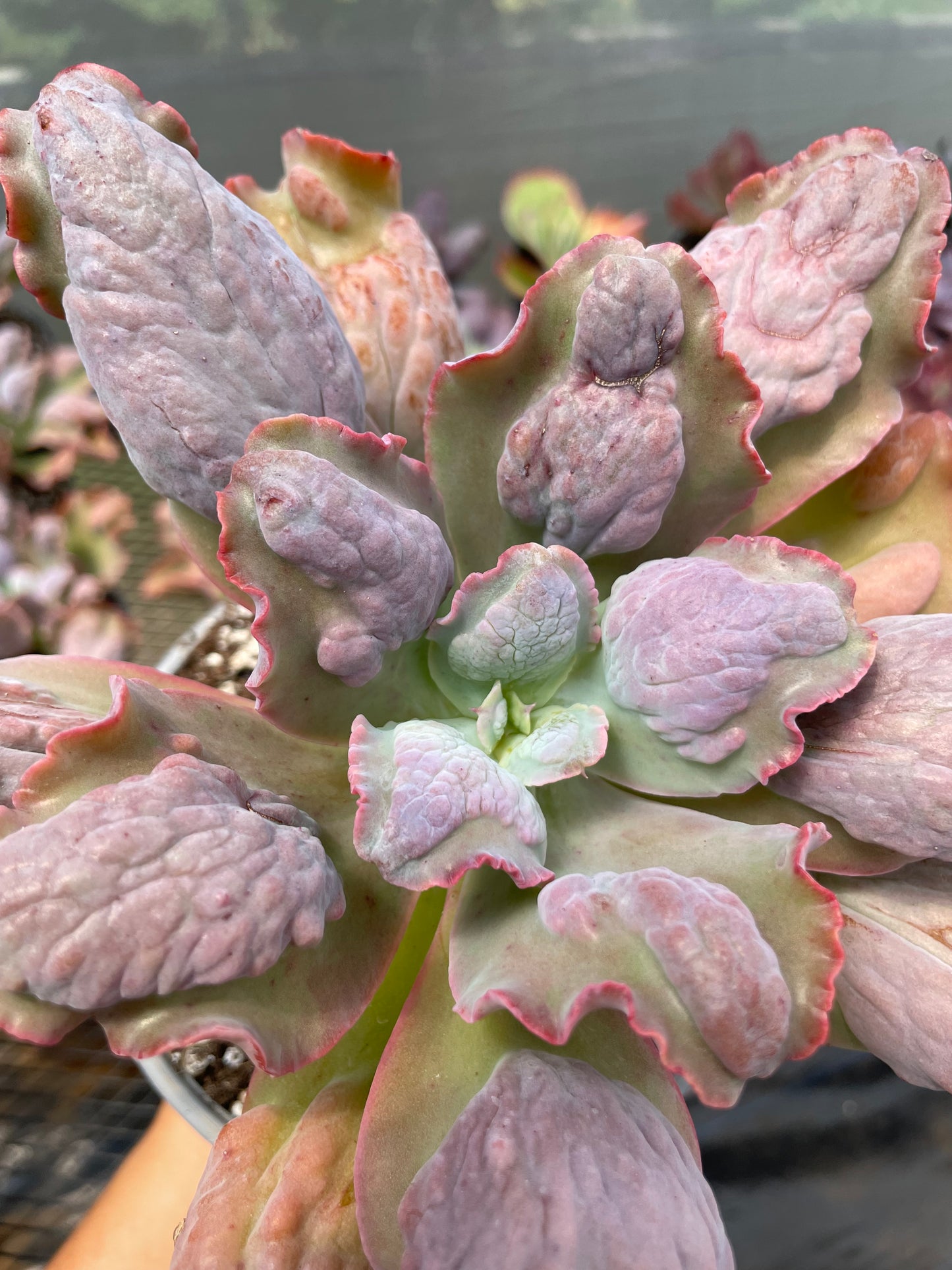Echeveria Lilac Snow