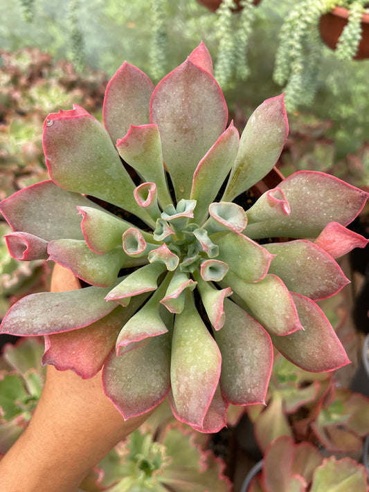 Echeveria Pink Trumpet