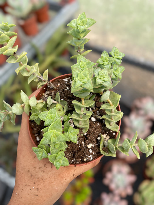 Crassula Perforata