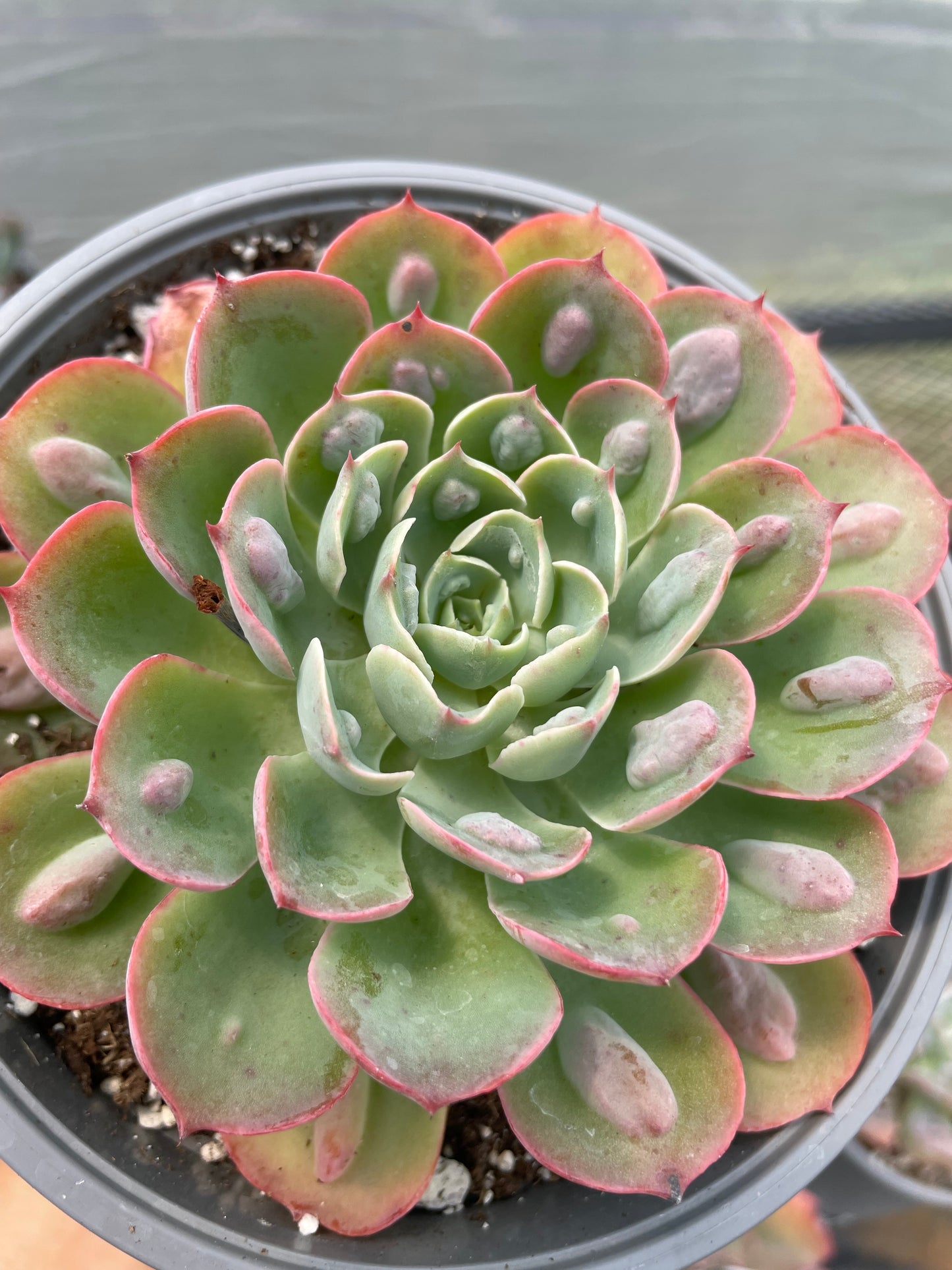 Echeveria Raindrops