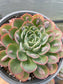 Echeveria Raindrops