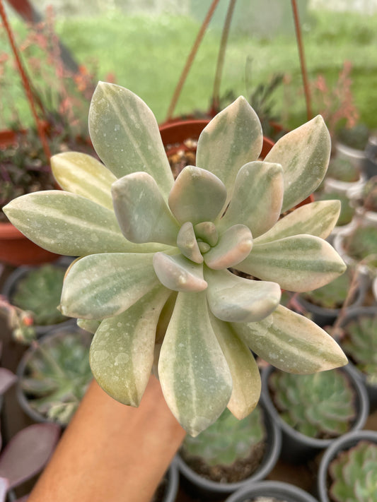 Pachyphytum Pachyphytoides Variegado