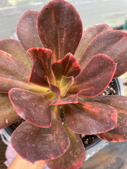 Echeveria Primadonna Variegada