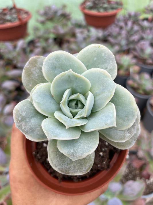 Echeveria Lovely Rose