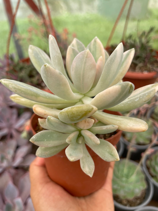 Pachyphytum Pachyphytoides Variegado