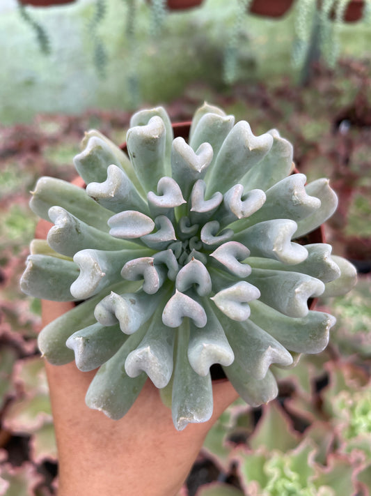 Echeveria Runyonii