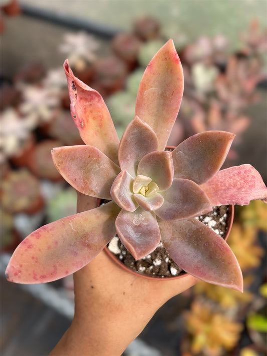 Graptoveria Fred Ives