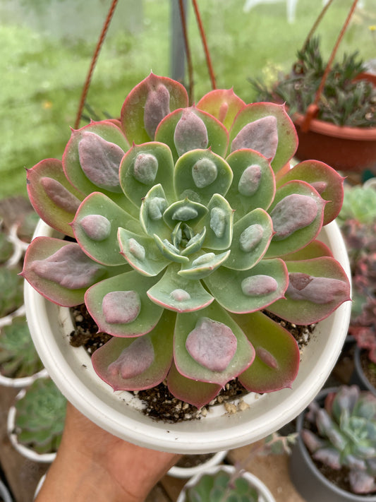 Echeveria Raindrops