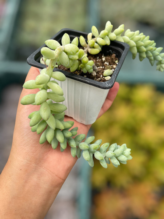 Sedum Burrito