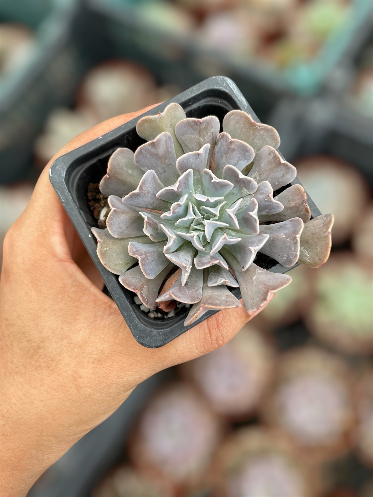 Echeveria Swan Lake