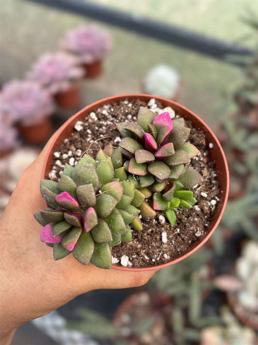 Anacampseros Rufescens