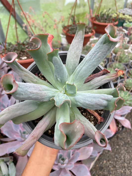 Echeveria Culibra
