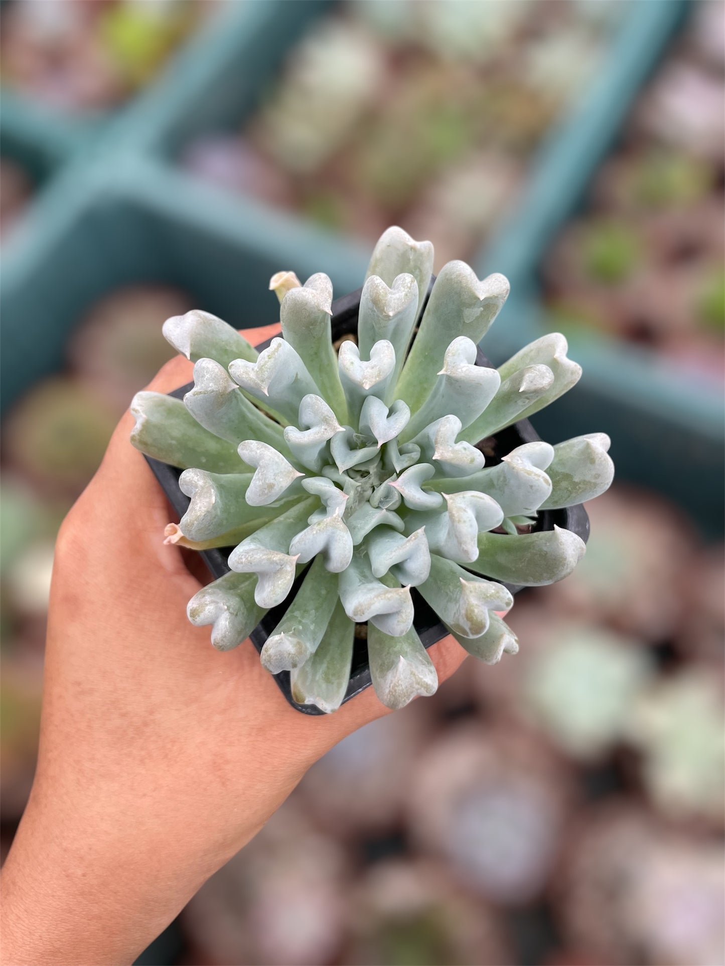 Echeveria Runyonii