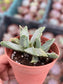 Faucaria Tigrina