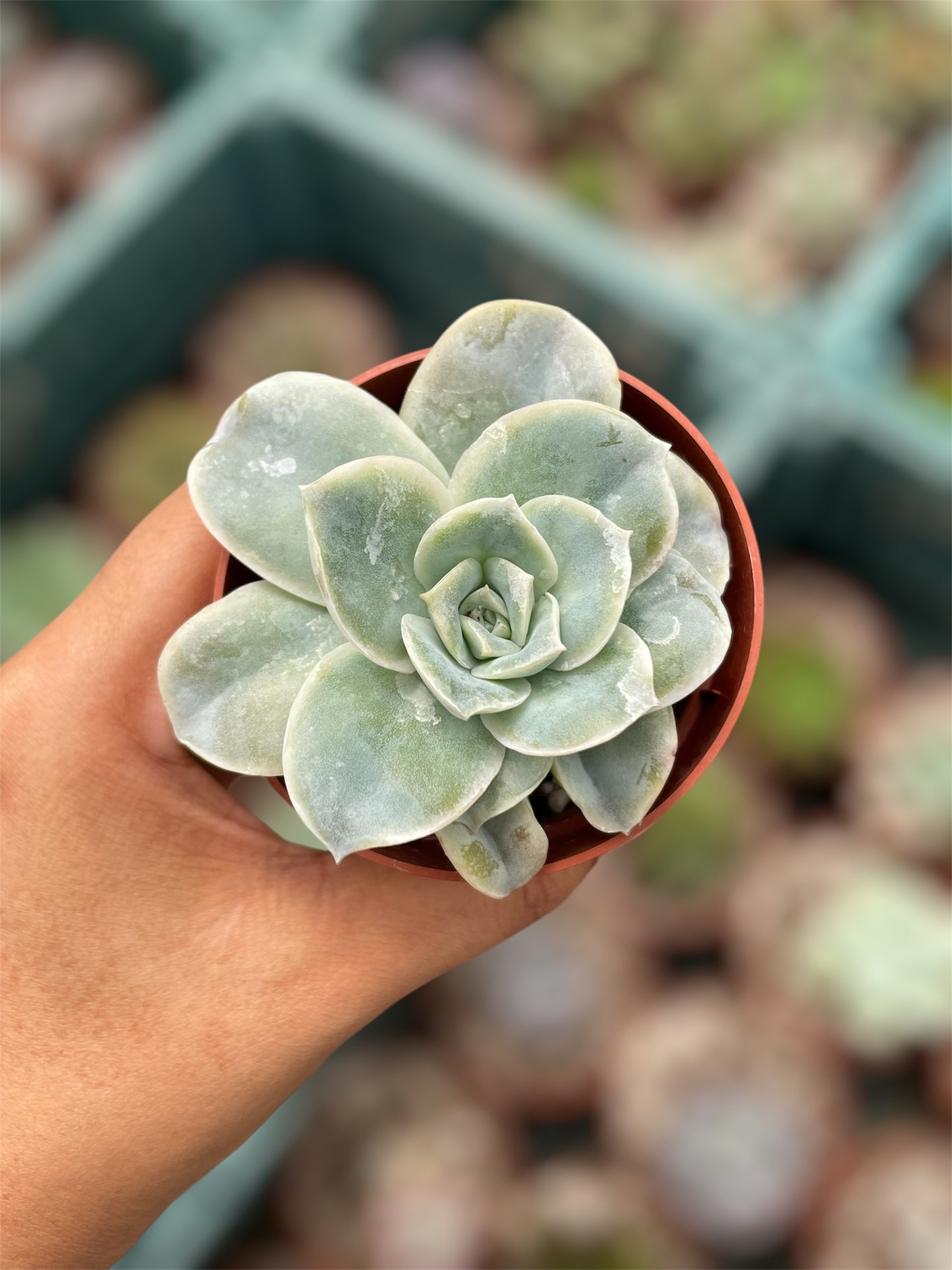 Echeveria Lovely Rose