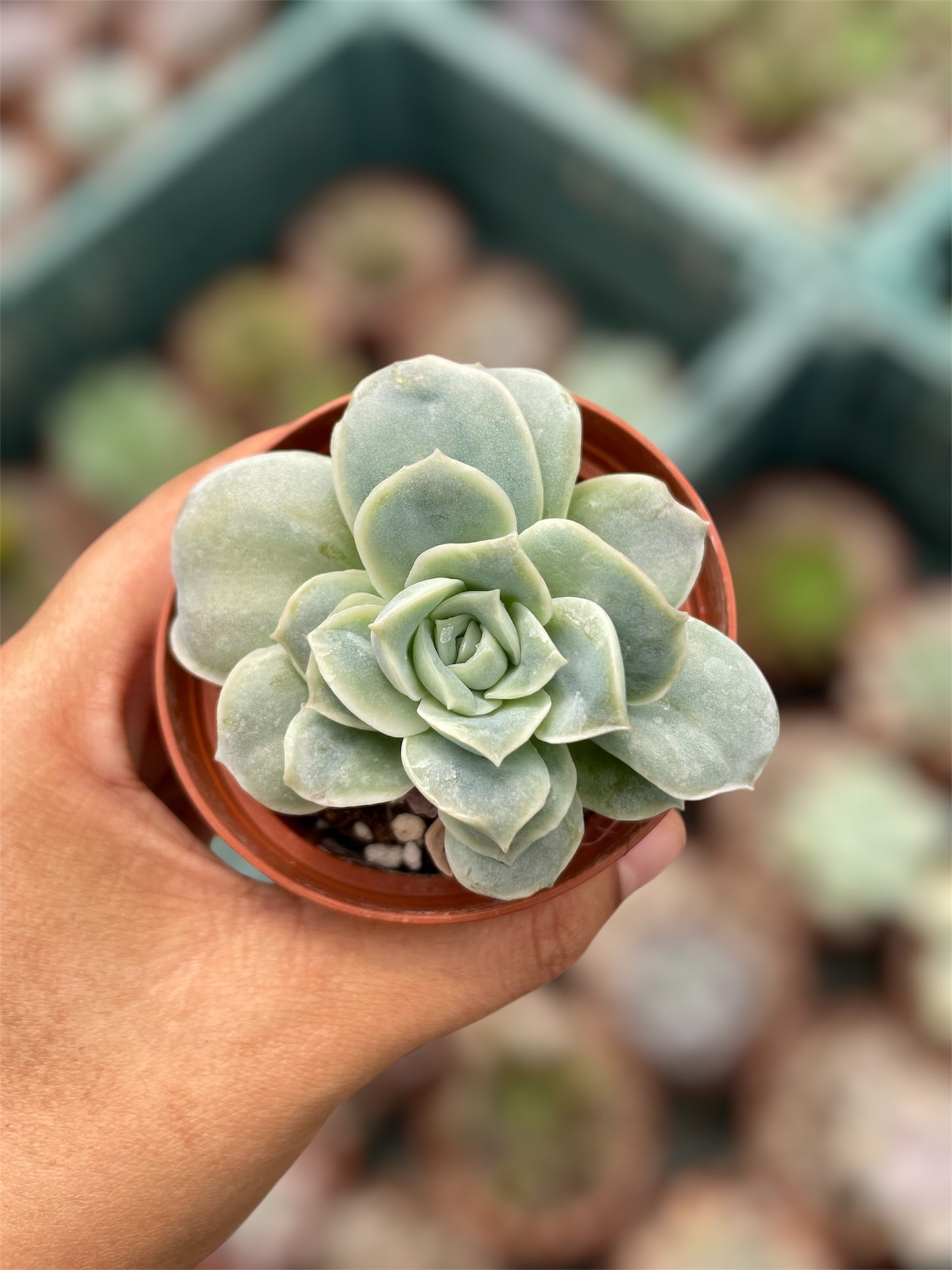 Echeveria Lovely Rose