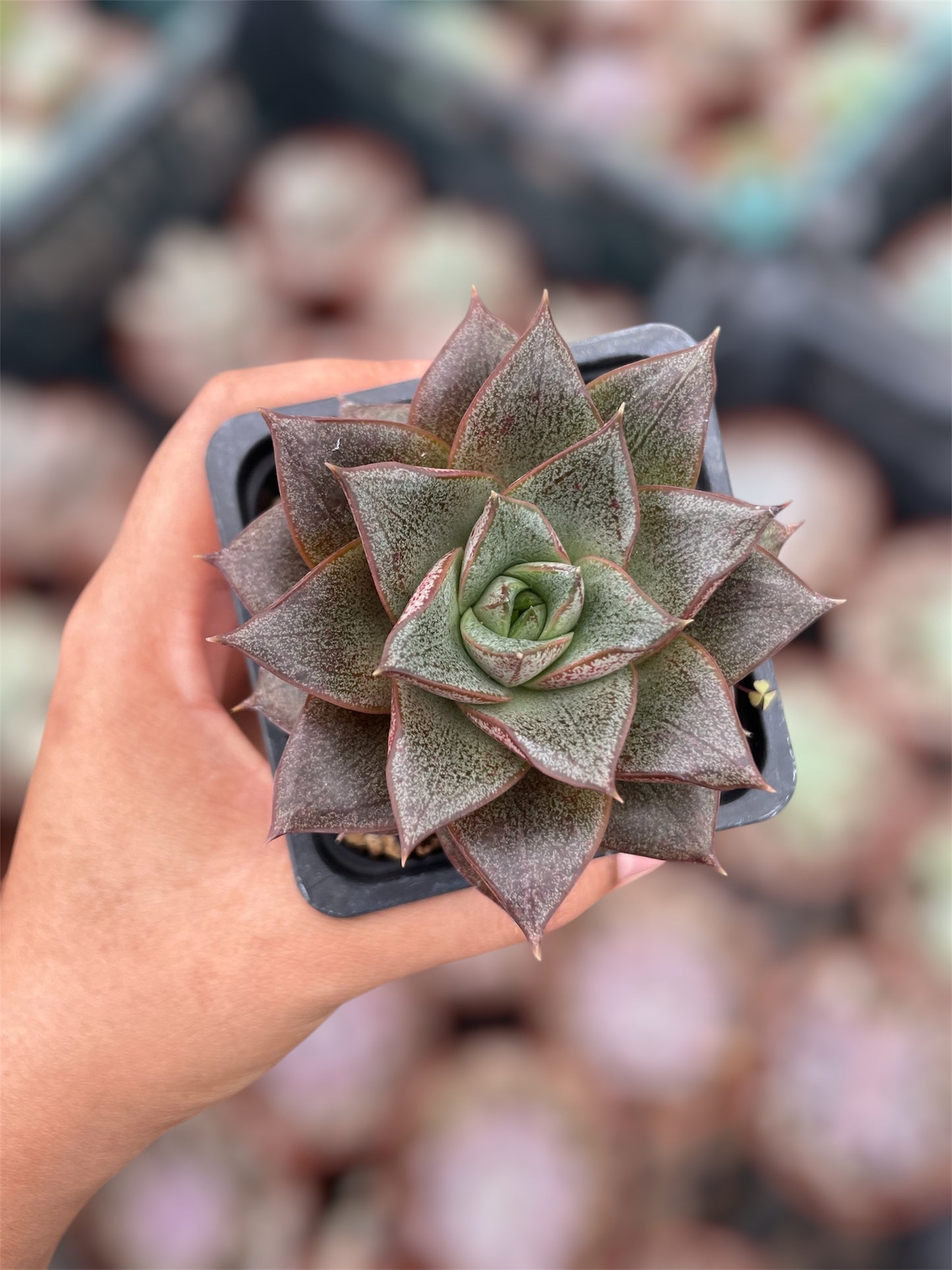 Echeveria Purpusorum