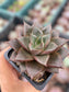 Echeveria Purpusorum