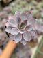 Echeveria Afterglow