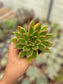 Echeveria Agavoide Red Blush