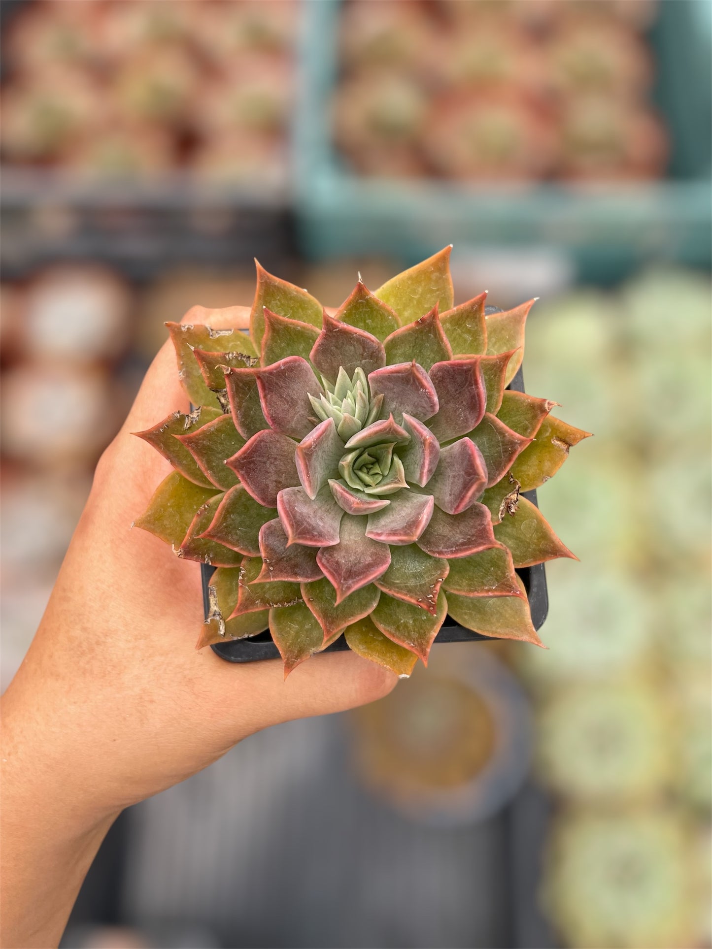 Echeveria Sin ID