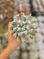 Echeveria Runyonii