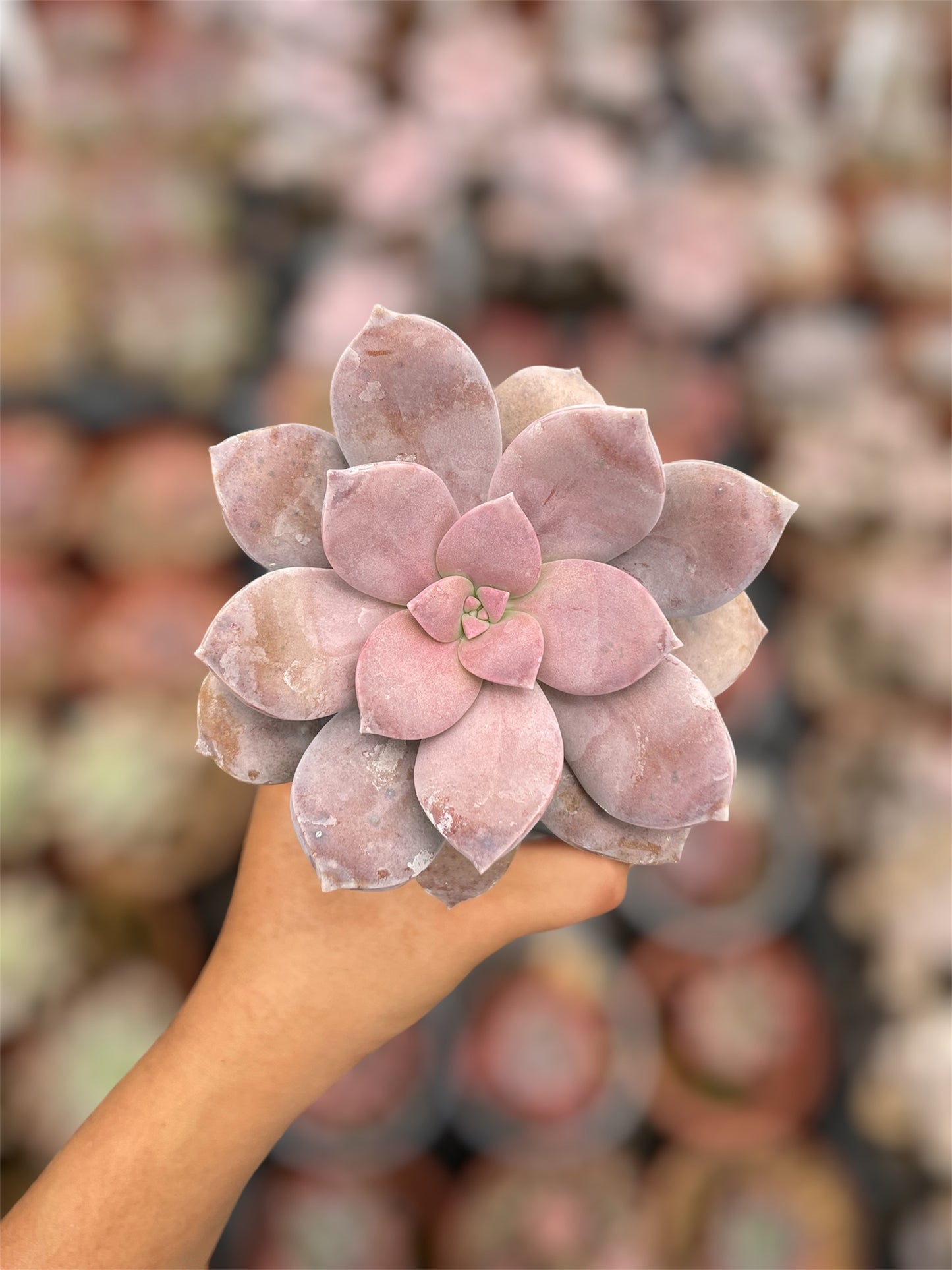Graptopetalum Superbum