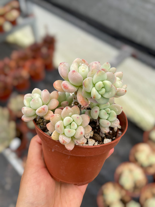 Sedum Clavatum - Nuevo Drop