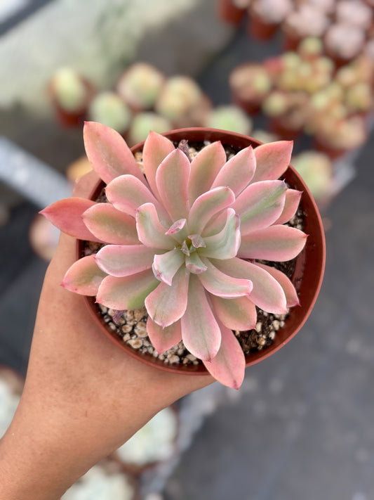 Echeveria Hollwayii Variegada - Nuevo Drop