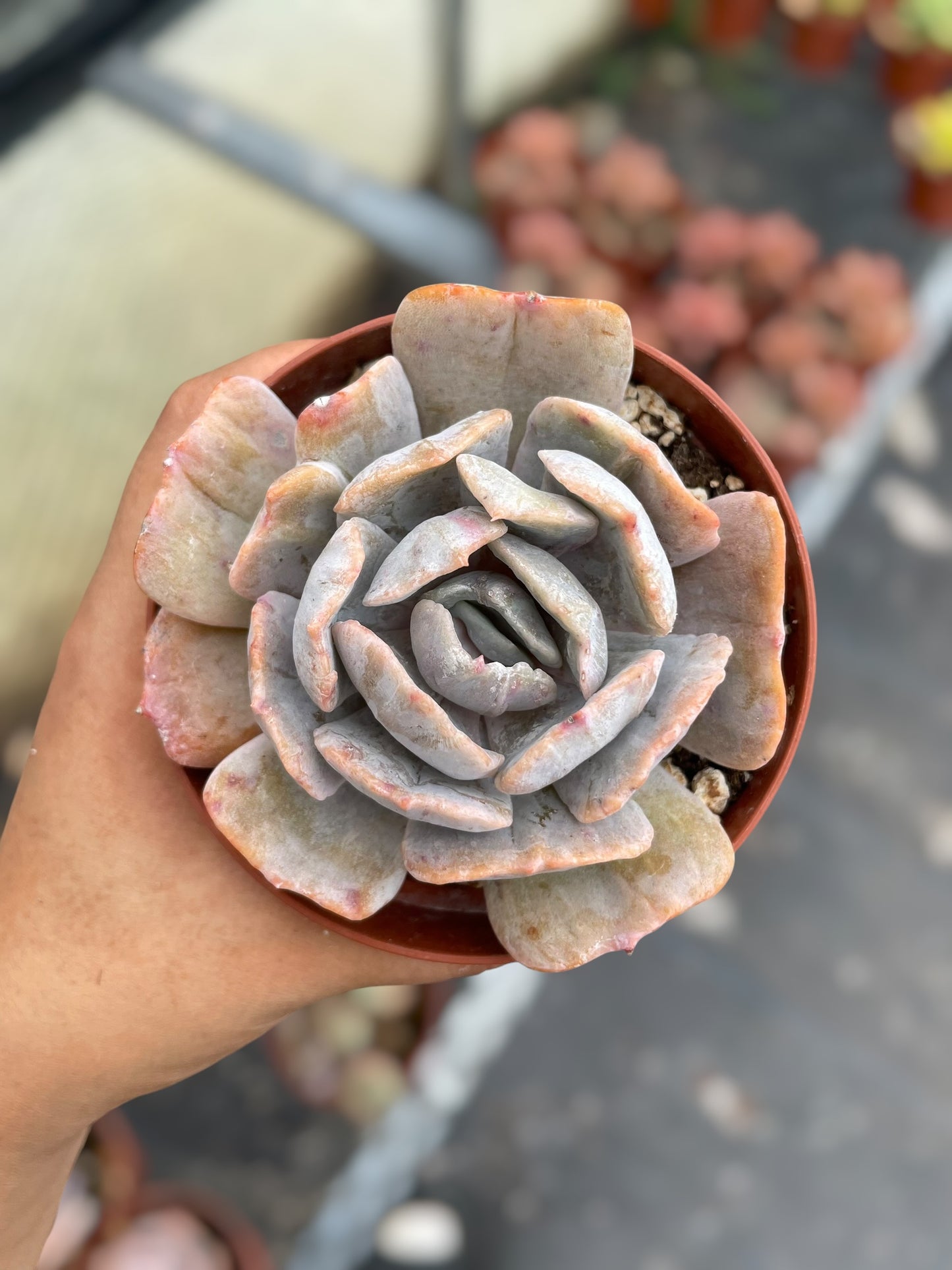 Echeveria Pollux Monstruosa