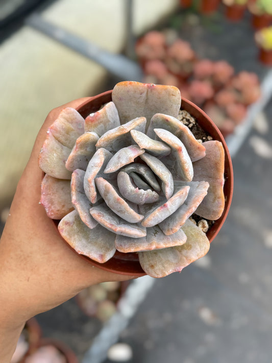 Echeveria Pollux Monstruosa