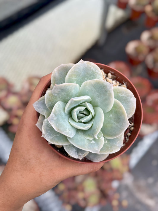 Echeveria Lovely Rose - Nuevo Drop