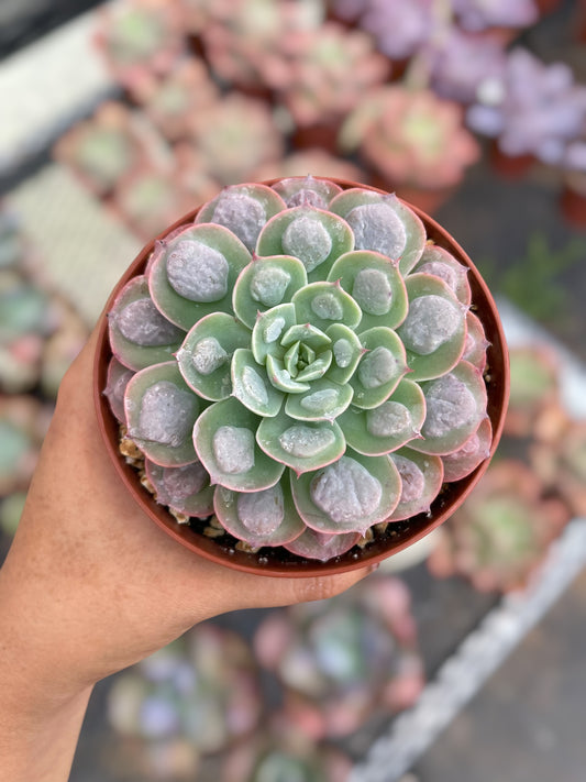 Echeveria Raindrops
