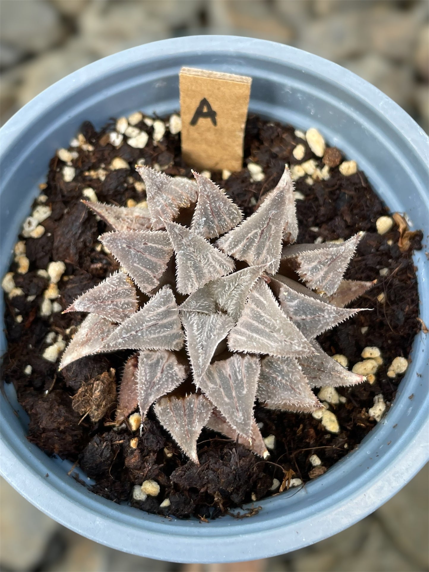 Haworthia Emelyae