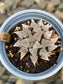 Haworthia Emelyae