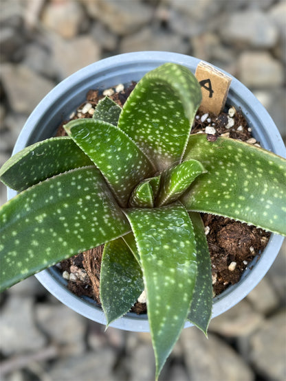 Gasteria Flow