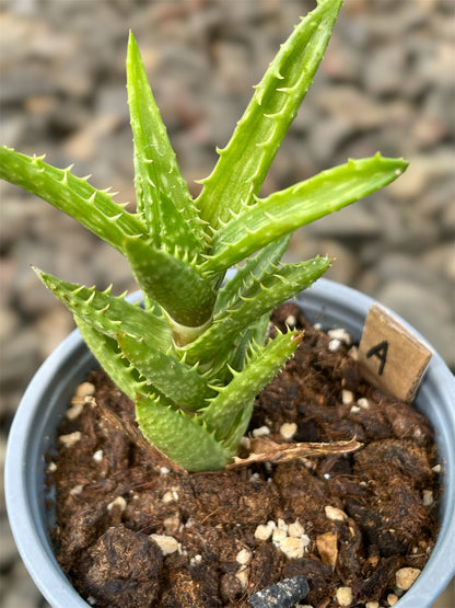 Aloe Juvenna