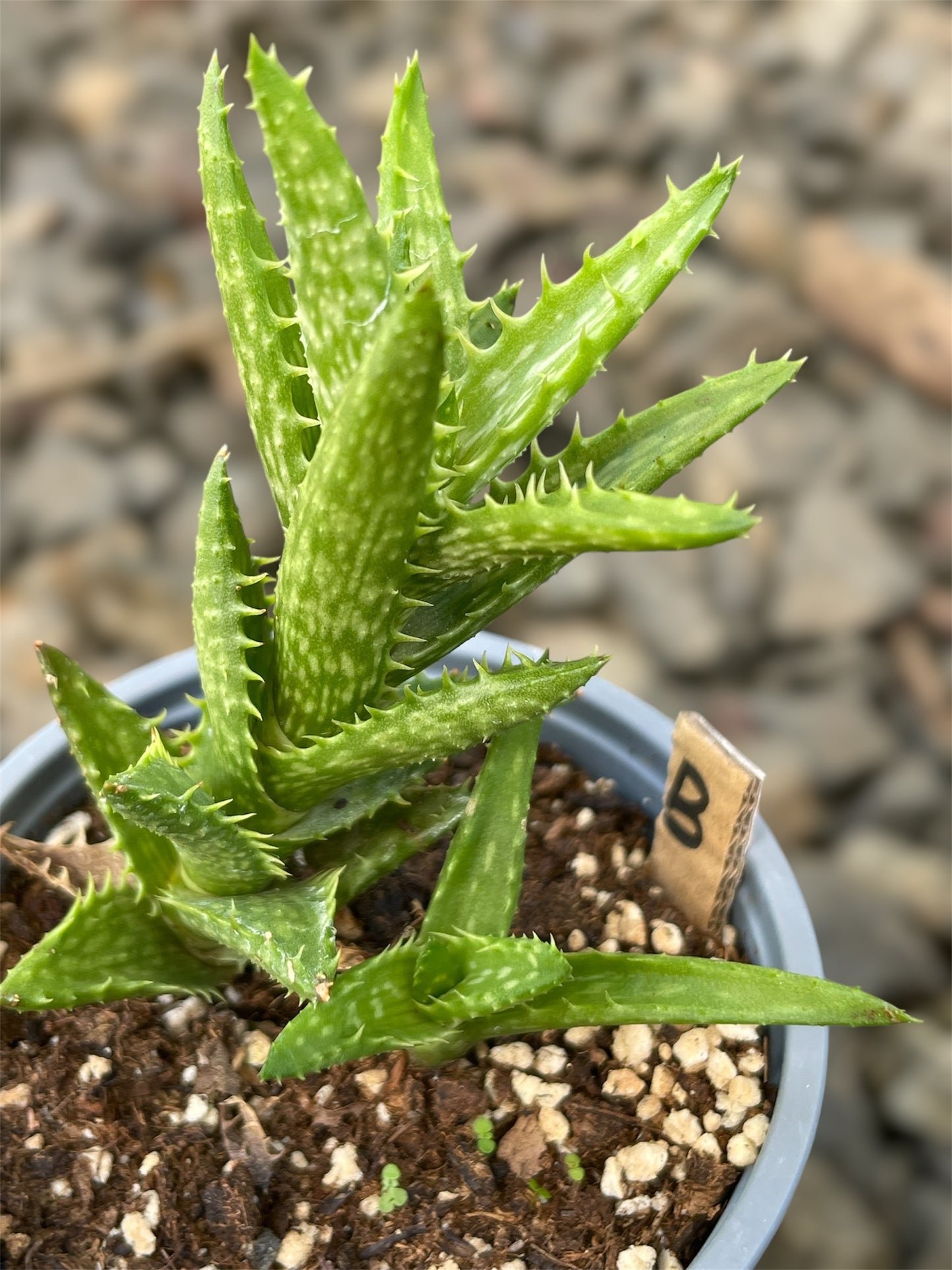 Aloe Juvenna