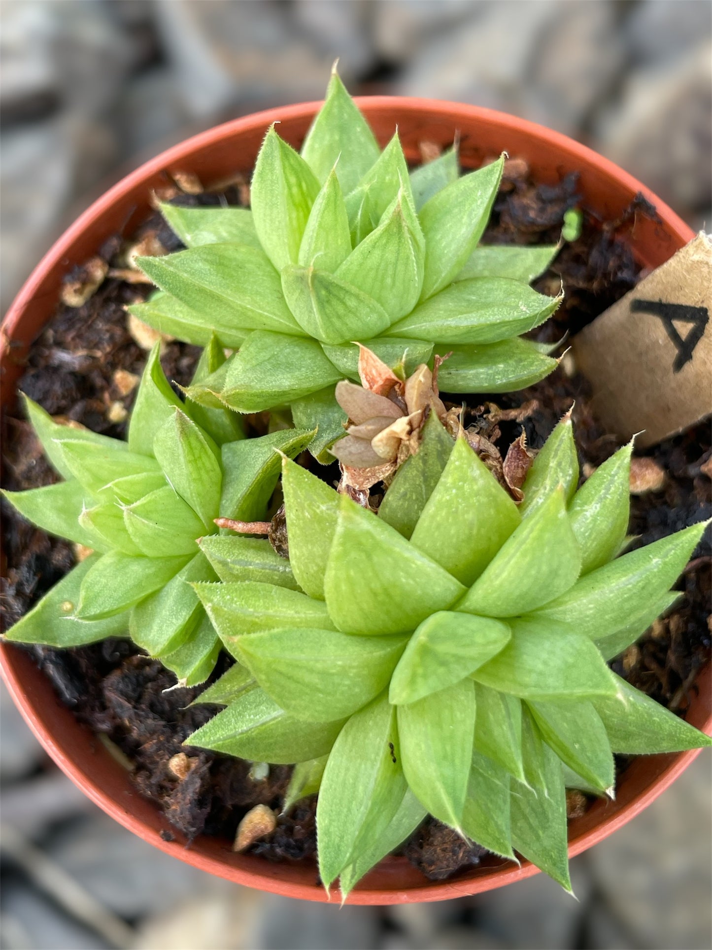 Haworthia Cymbiformis