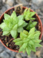 Haworthia Cymbiformis