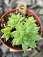 Haworthia Cymbiformis